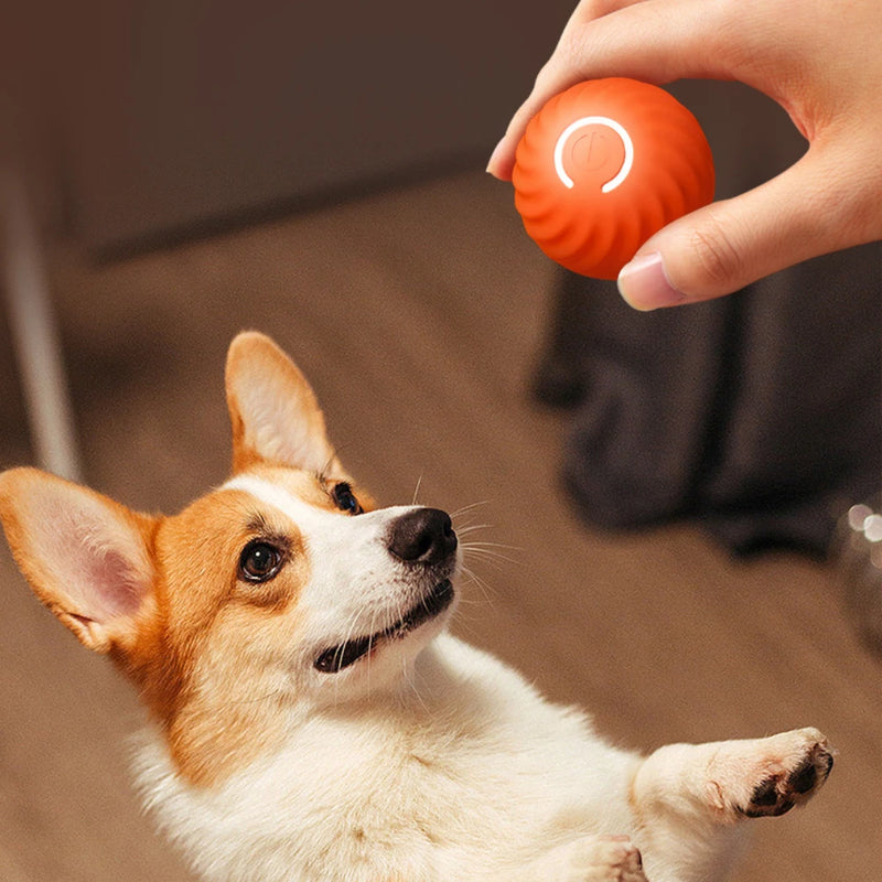 Bolinha elétrica para pets